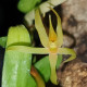 ANGRAECUM MOANDENSE