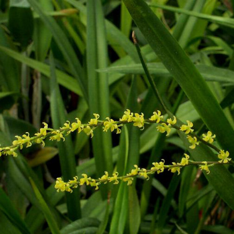 AMBLOSTOMA TRIDACTYLUM