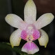 PHALAENOPSIS DELICIOSA VAR HOOKERIANA