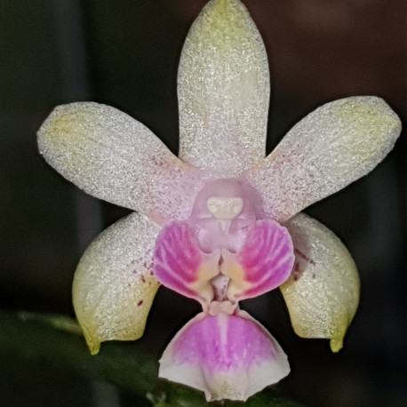 PHALAENOPSIS DELICIOSA VAR HOOKERIANA
