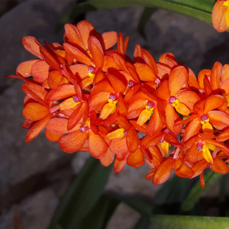 ASCOCENTRUM CURVIFOLIUM