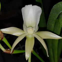 ANGRAECUM LONGISCOTT
