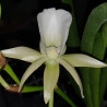ANGRAECUM LONGISCOTT