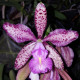 CATTLEYA BRABANTIAE BANDEIRANTES ACLANDIAE X LODDIGESII
