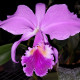CATTLEYA LABIATA