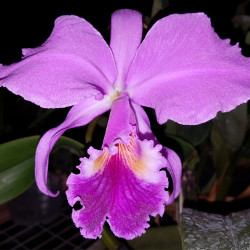 CATTLEYA LABIATA