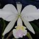 CATTLEYA LABIATA SEMIALBA