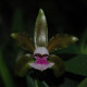 CATTLEYA TENUIS