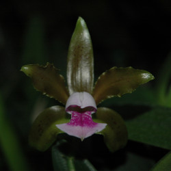 CATTLEYA TENUIS