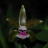 CATTLEYA TENUIS