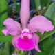 CATTLEYA GUTTATA HYBRID