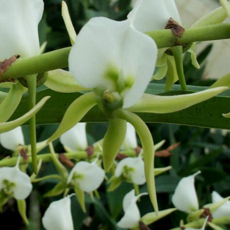 ANGRAECUM EBURNEUM