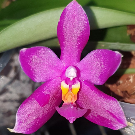 PHALAENOPSIS ENCARNADA DE CASO X GEORGE VASQUEZ PARFUME ROSE X BELLINA PONKAN