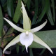 ANGRAECUM ELEPHANTINUM