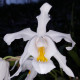 COELOGYNE CRISTATA