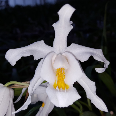 COELOGYNE CRISTATA
