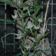ANGRAECUM ERECTUM
