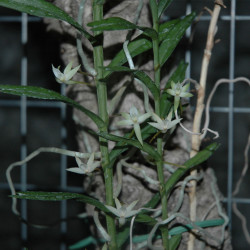 ANGRAECUM ERECTUM