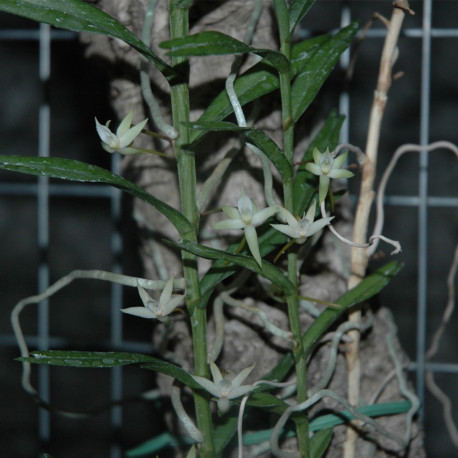 ANGRAECUM ERECTUM