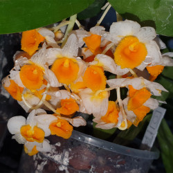 DENDROBIUM GRIFFITHIANUM X THYRSIFLORUM