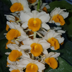 DENDROBIUM THYRSIFLORUM