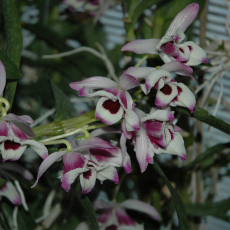 DENDROBIUM NOBILE