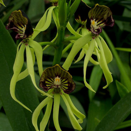 ENCYCLIA COCHLEATA