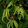 ENCYCLIA COCHLEATA