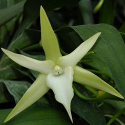 ANGRAECUM SESQUIPEDALE