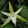 ANGRAECUM SESQUIPEDALE