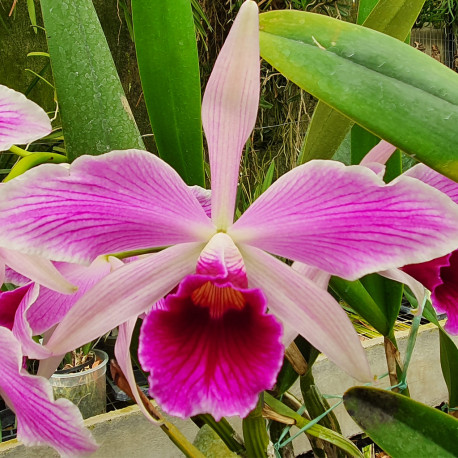 LAELIA PURPURATA VAR STRIATA