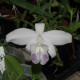 LAELIA SINCORANA COERULEA