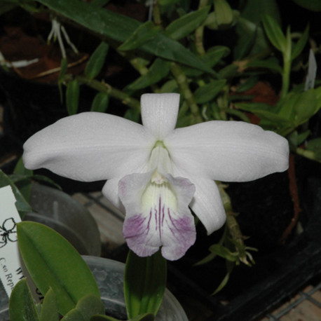 LAELIA SINCORANA COERULEA