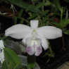 LAELIA SINCORANA COERULEA