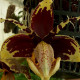 STANHOPEA TIGRINA VAR NIGROVIOLACEA
