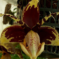 STANHOPEA TIGRINA VAR NIGROVIOLACEA