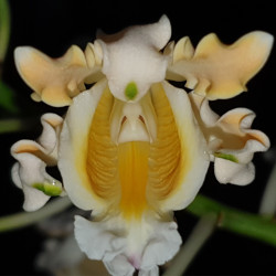 SCHOMBURGKIA BRYSIANA