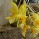 STANHOPEA GRAVEOLENS