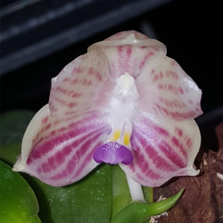 PHALAENOPSIS JAVANICA LONG SPIKE