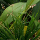 APPENDICULA PURPURESCENS