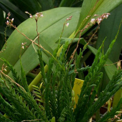 APPENDICULA PURPURESCENS