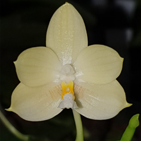 PHALAENOPSIS FLORESENSIS