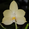 PHALAENOPSIS FLORESENSIS