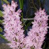 ASCOCENTRUM CHRISTENSONIANUM