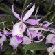 BARKERIA SPECTABILIS X LINDLEYANA