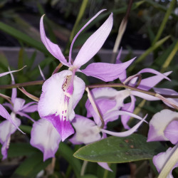 BARKERIA SPECTABILIS X LINDLEYANA