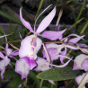 BARKERIA SPECTABILIS X LINDLEYANA