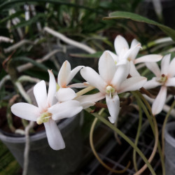 AERANGIS CORIACEA