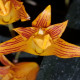 BIFRENARIA AUREO-FULVA