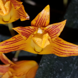 BIFRENARIA AUREO-FULVA